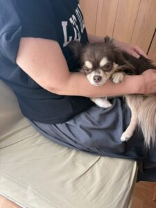 横浜・鶴見のプライベートサロンirokaで、お客様の腕の中で甘える看板犬のチワワ・チリちゃん