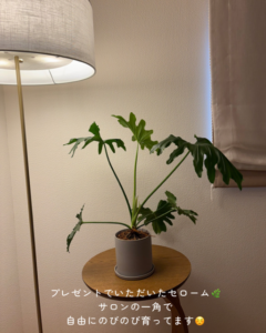 横浜・鶴見の女性専用プライベートサロンirokaの店内に飾られたセロームの観葉植物